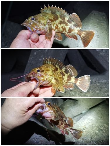ガシラの釣果