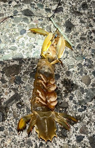 シャコの釣果