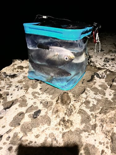 イサキの釣果