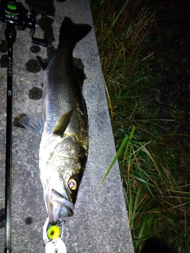 セイゴ（マルスズキ）の釣果