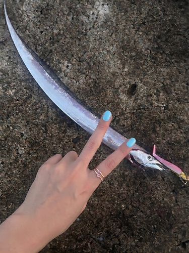 タチウオの釣果