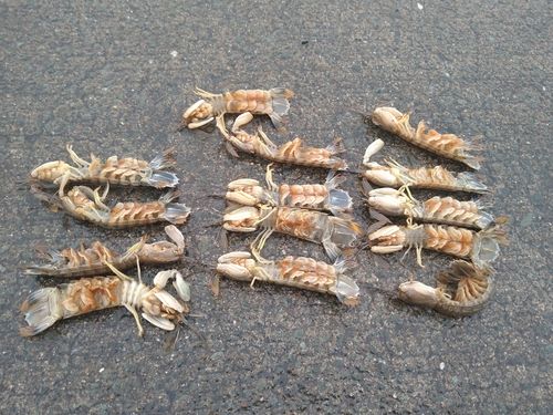 シャコの釣果