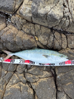 ワラサの釣果