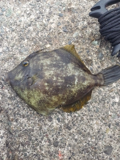 モンガラカワハギの釣果