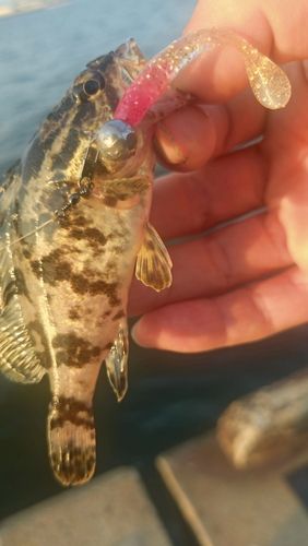 タケノコメバルの釣果