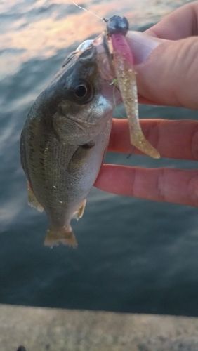 セイゴ（マルスズキ）の釣果