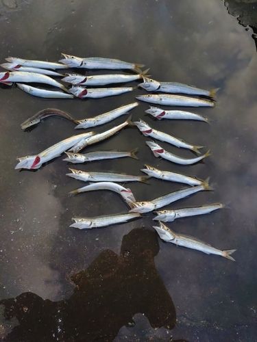 カマスの釣果