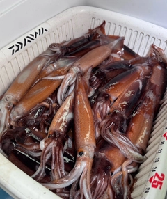 スルメイカの釣果