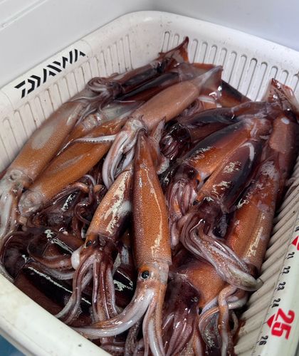 スルメイカの釣果