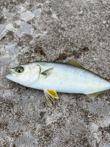 ワカシの釣果