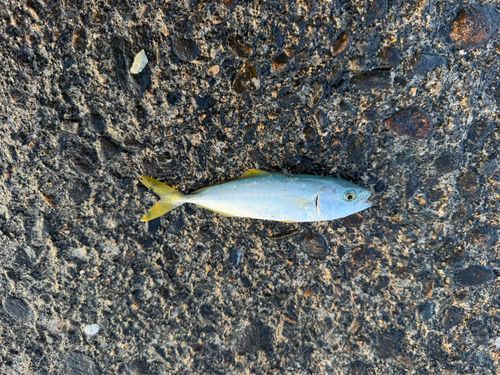 コゾクラの釣果