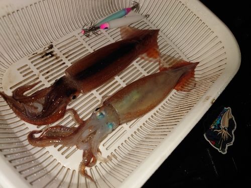 イカの釣果