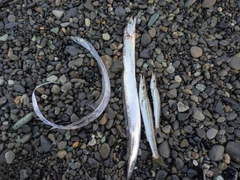 タチウオの釣果