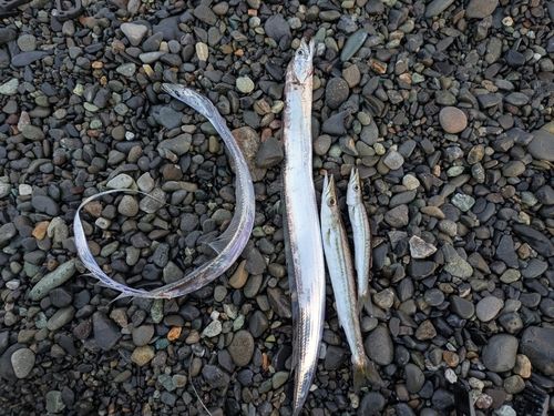 タチウオの釣果