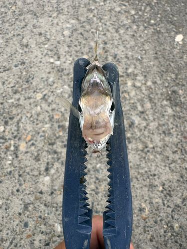 ヒイラギの釣果