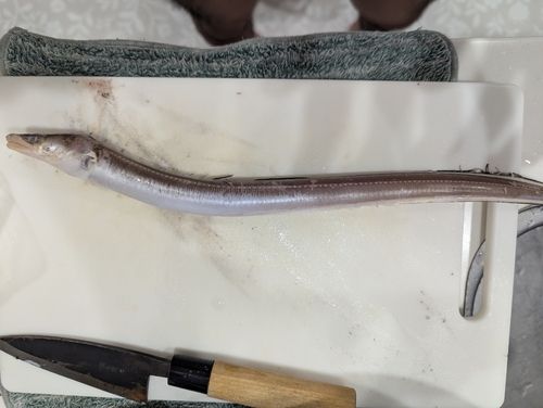 アナゴの釣果
