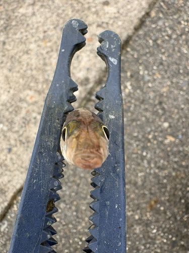 キスの釣果