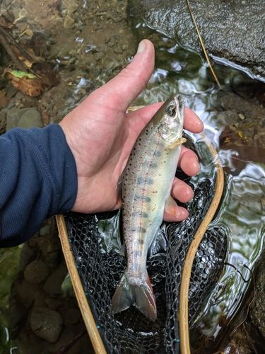 アマゴの釣果