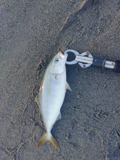 ワカシの釣果