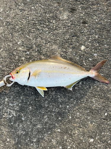 ショゴの釣果