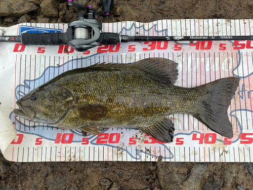 スモールマウスバスの釣果