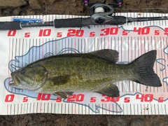 スモールマウスバスの釣果