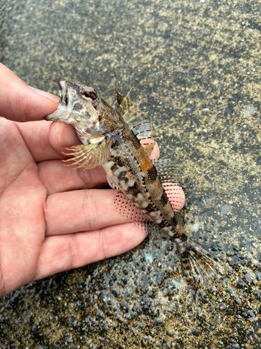 アナハゼの釣果