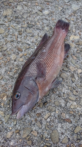 カンダイの釣果