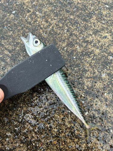 サバの釣果