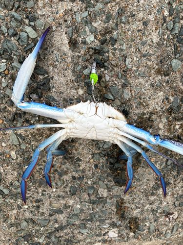 タイワンガザミの釣果