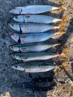 サバの釣果