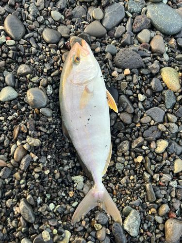 ショゴの釣果