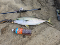 ワラサの釣果