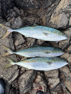 ワラサの釣果