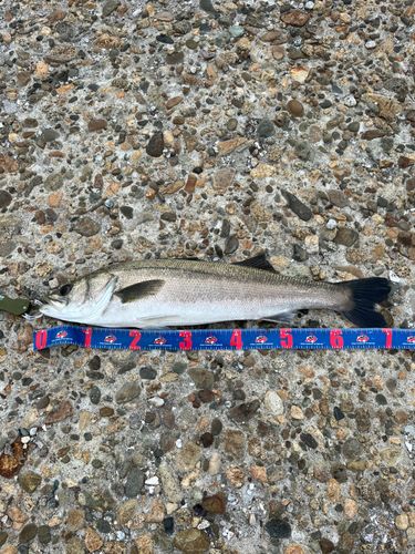 スズキの釣果