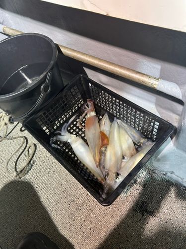 ケンサキイカの釣果