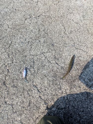 カマスの釣果