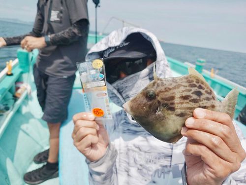 カワハギの釣果