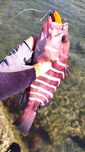 マハタの釣果