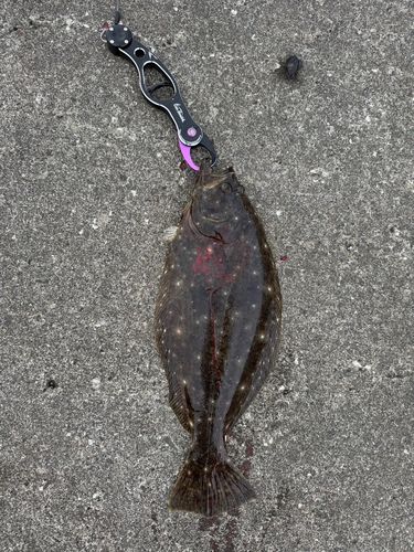 ヒラメの釣果