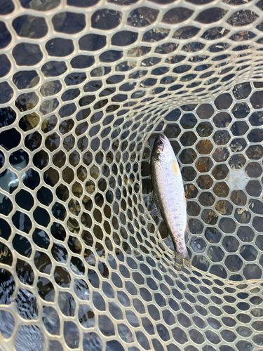 ニジマスの釣果