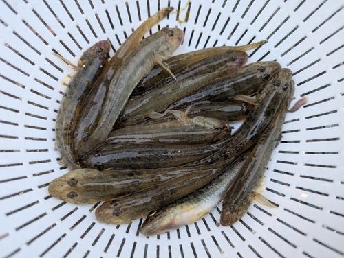 マハゼの釣果
