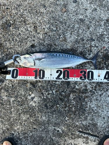 ソウダガツオの釣果