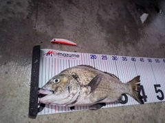 クロダイの釣果
