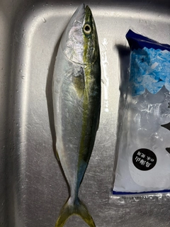 イナダの釣果