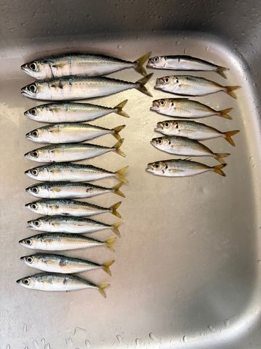 サバの釣果