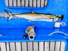サワラの釣果