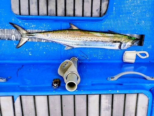 サワラの釣果
