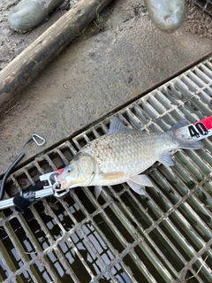 マブナの釣果