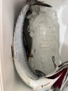 釣果